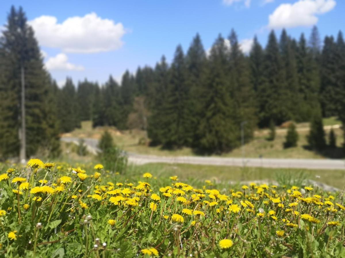 The Evergreen Nest - Silver Mountain Poiana Brașov Zewnętrze zdjęcie
