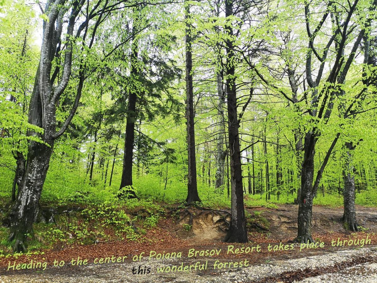 The Evergreen Nest - Silver Mountain Poiana Brașov Zewnętrze zdjęcie